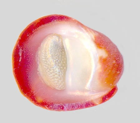 altre gasteropodi lessepsiani